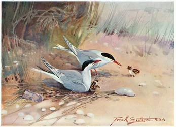 Garajau comum, ilustração de &39;Wildfowl e Waders&39;